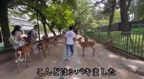日本博主称“中国游客脚踢奈良鹿” 但被评论区打脸
